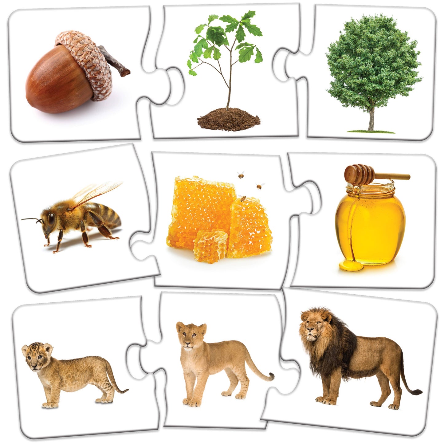 Match It! Sequencing